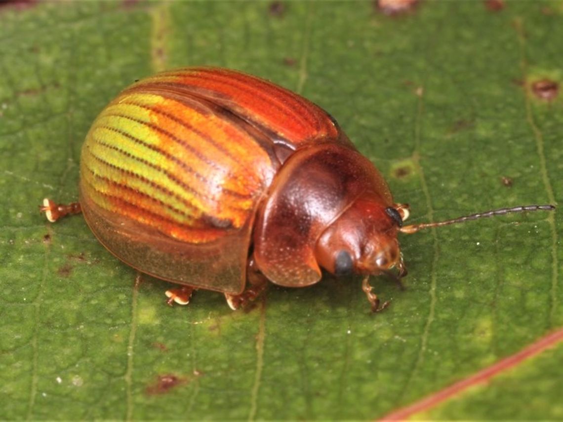 Paropsisterna nr hectica Paropsisterna hectica occurs in the east coast and feeds only on white sallee and similar mallee gums.  This beetle in WA was found on Marri gum and entirely isolated population.  The adeagus is quite distinct and this population represents a new cryptic and undescribed species.   I have found and dissected two males and found also a female.  The red protum and head is a feature never seen in P. hectica from the eastern states or Tasmania. Australia,Geotagged,Paropsisterna