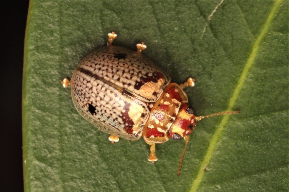 Paropsisterna poss. minerva It is my view that this is P. minerva although I cannot confirm this. I have seen this beetle in Yanac (Victoria) and it likely occurs throughout the arid regions of inland Australia. P. minerva is similarly small but described from Nth Queensland. Descriptions of P. minerva from Qld. seem to match but I have not yet seen a specimen from the type location. The medial eltyral dot is diagnostic for P. minerva but also occurs sometimes on P. laesa which is its closest ally. This beetle does not always have that dot either. <br />
<figure class="photo"><a href="https://www.jungledragon.com/image/39789/paropsisterna_sp37.html" title="Paropsisterna_sp37"><img src="https://s3.amazonaws.com/media.jungledragon.com/images/2776/39789_thumb.JPG?AWSAccessKeyId=05GMT0V3GWVNE7GGM1R2&Expires=1763596810&Signature=B%2FRmSqcMDnVztE2RU7XXpY%2FkVi4%3D" width="200" height="152" alt="Paropsisterna_sp37 This beetle is common in Victoria and by all accounts looks like the mostly green Paropsisterna laesa. In Victoria it is always pale, the green variety, if indeed it is a variety, does not occur. These are structurally similar and probably the same species but this will require confirmation. Australia,Geotagged,Spring,paropsisterna,paropsisterna laesa" /></a></figure><br />
Paropsisterna lasea, Victoria<br />
<figure class="photo"><a href="https://www.jungledragon.com/image/44298/paropsisterna_laesa.html" title="Paropsisterna laesa"><img src="https://s3.amazonaws.com/media.jungledragon.com/images/2776/44298_thumb.JPG?AWSAccessKeyId=05GMT0V3GWVNE7GGM1R2&Expires=1763596810&Signature=FIpBZxNWYjbcu53OIBu6rdlFmD4%3D" width="200" height="134" alt="Paropsisterna laesa Australia,Geotagged,Paropsisterna laesa,Winter" /></a></figure><br />
Paropsisterna lasea, Victoria Australia,Geotagged,Paropsisterna,Spring