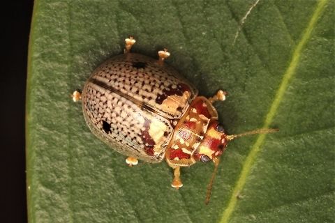 Paropsisterna poss. minerva It is my view that this is P. minerva although I cannot confirm this.   I have seen this beetle in Yanac (Victoria) and it likely occurs throughout the arid regions of inland Australia.  P. minerva is similarly small but described from Nth Queensland.   Descriptions of P. minerva from Qld. seem to match but I have not yet seen a specimen from the type location.   The medial eltyral dot is diagnostic for P. minerva but also occurs sometimes on P. laesa which is its closest ally.     This beetle does not always have that dot either.  
https://www.jungledragon.com/image/39789/paropsisterna_sp37.html
Paropsisterna lasea, Victoria
https://www.jungledragon.com/image/44298/paropsisterna_laesa.html
Paropsisterna lasea, Victoria  Australia,Geotagged,Paropsisterna,Spring