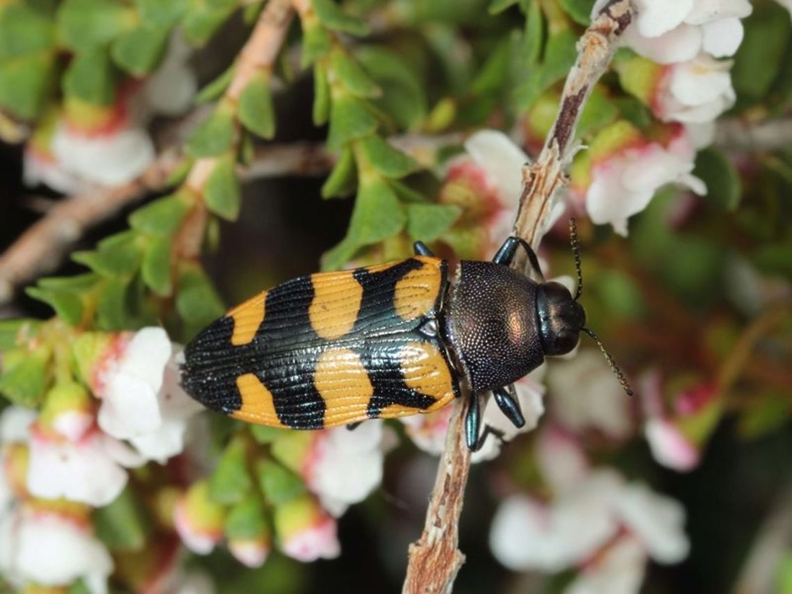 Castiarina acuticeps A WA jewel beetle <br />
The photo is by Geoff Walker and ID by Allen Sundholm. Australia,Castiarina,Castiarina acuticeps,Geotagged