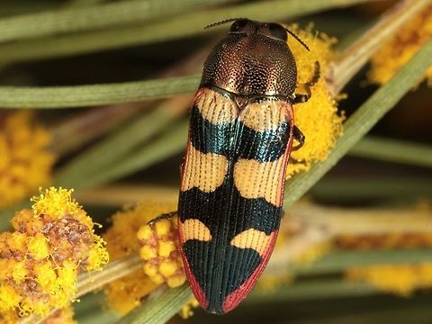 Castiarina aeraticollis This is a WA endemic Jewel beetle Australia,Castiarina aeraticollis,Geotagged,castiarina