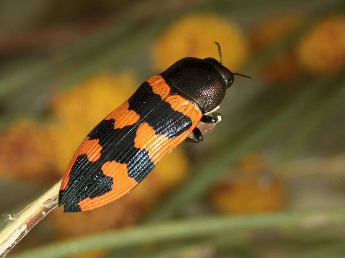Castiarina cracenta  Australia,Castiarina,Castiarina cracenta,Geotagged