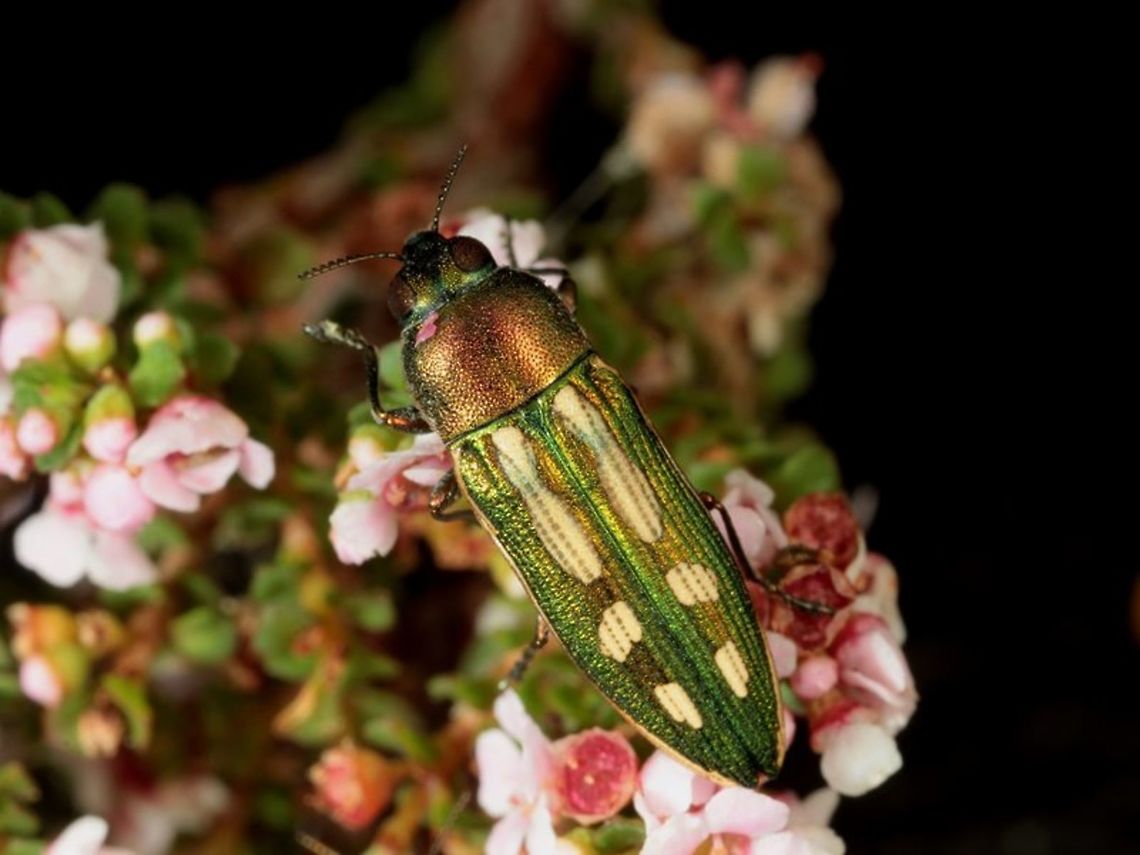 Castiarina crocicolor Collected by Geoff Walker<br />
Photo by Geoff Walker<br />
ID by Allen Sundholm Australia,Castiarina crocicolor,Geotagged