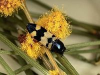 Castiarina atricollis This somewhat distinct Northern form (- C. desereti) has been synonymised into atricollis and might one day be restored.      We expect to find them on tea trees but Acacia provided most species of Castiarina on this trip.  Australia,Castiarina,Castiarina atricollis,Geotagged