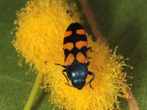 Castiarina laena  Australia,Castiarina laena,Geotagged