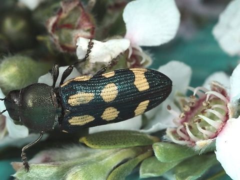 Castiarina mansueta  Australia,Castiarina mansueta,Geotagged