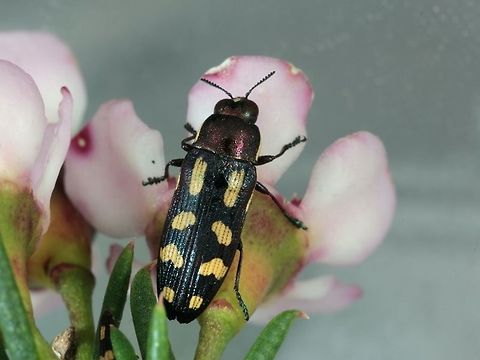 Castiarina picta  Australia,Castiarina picta,Geotagged