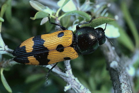Castiarina atricollis This is a specimen from Eastern Australia
https://www.jungledragon.com/image/54110/castiarina_atricollis.html
This is a specimen from Western Australia Australia,Castiarina,Castiarina atricollis,Geotagged,Spring