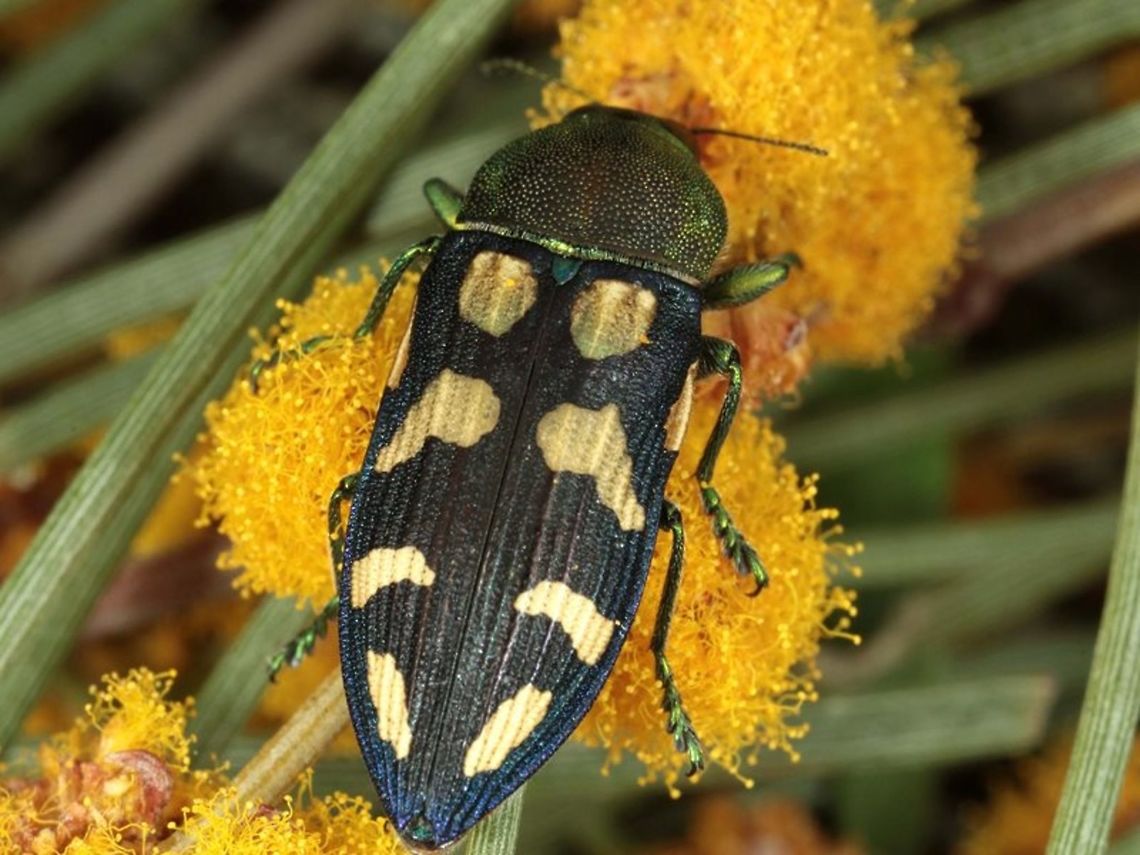 Castiarina pictipennis  Australia,Castiarina,Castiarina pictipennis,Geotagged