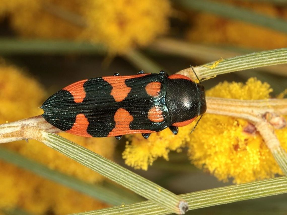 Castiarina rufa A jewel beetle from Western Australia Australia,Castiarina rufa,Geotagged