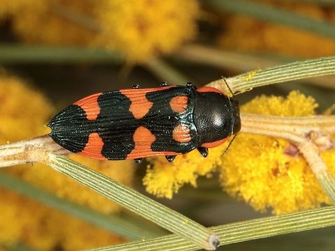 Castiarina rufa A jewel beetle from Western Australia Australia,Castiarina rufa,Geotagged