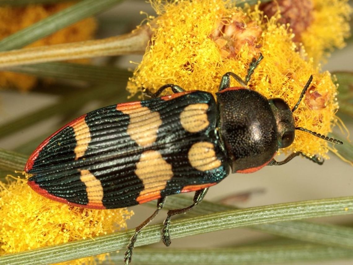 Castiarina rufolimbata Photo by Geoff Walker Australia,Castiarina rufolimbata,Geotagged