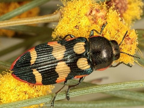 Castiarina rufolimbata Photo by Geoff Walker Australia,Castiarina rufolimbata,Geotagged