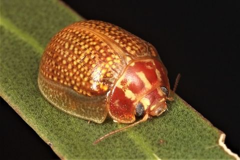Paropsisterna sp Small red/brown propsine on Mallee Gum.   Australia,Geotagged,Paropsisterna,Spring