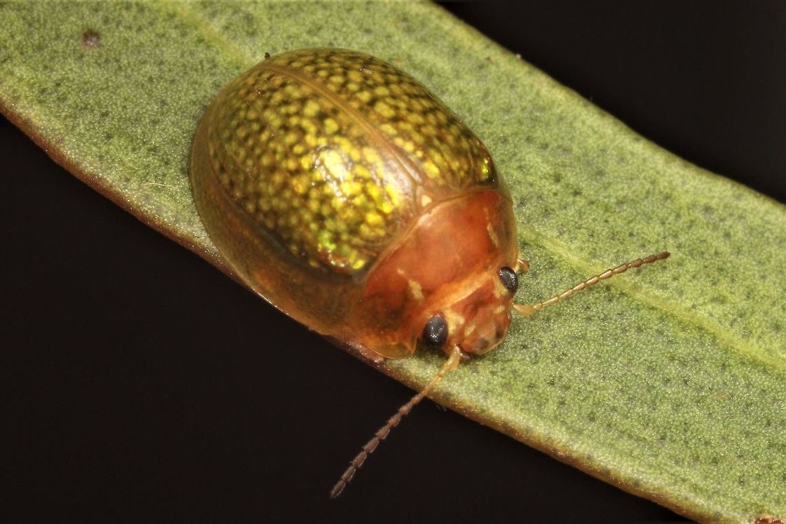 Paropsisterna sp A small red headed paropsine found on Mallee Gum Australia,Geotagged,Paropsisterna,Spring