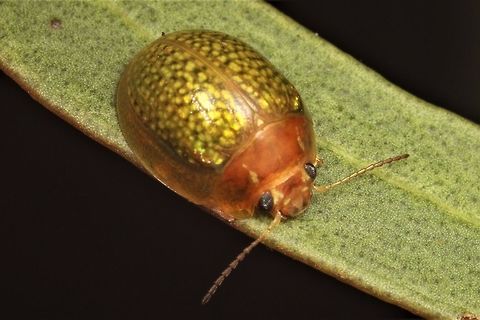 Paropsisterna sp A small red headed paropsine found on Mallee Gum Australia,Geotagged,Paropsisterna,Spring