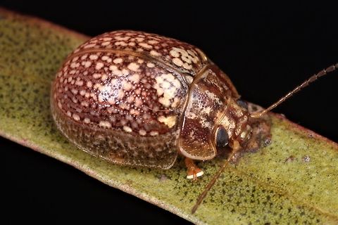 Paropsisterna sp A small brown paropsine found in arid eucalyptus forests including, in this case, mallee scrub.  Based on the meandering puncturation series this undetermined species is similar to Paropsis laesa.   Australia,Geotagged,Paropsisterna,Spring
