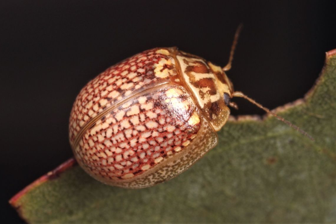 Paropsisterna decolorarta This beetle has a consistent pronotal pattern of golden stripes.  It is superficially similar to many other paropsines such as Paropsisterna variicollis.   Australia,Geotagged,Paropsisterna,Paropsisterna decolorata,Spring