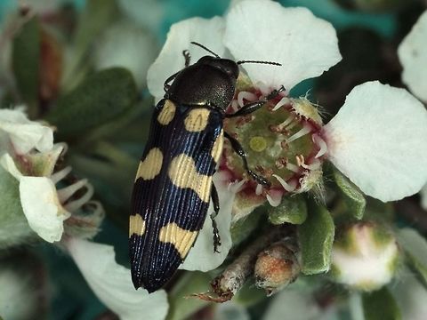 Castiarina subacuticeps  Australia,Castiarina,Castiarina subacuticeps,Geotagged