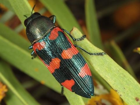 Castiarina trifasciata  Australia,Castiarina,Castiarina trifasciata,Geotagged
