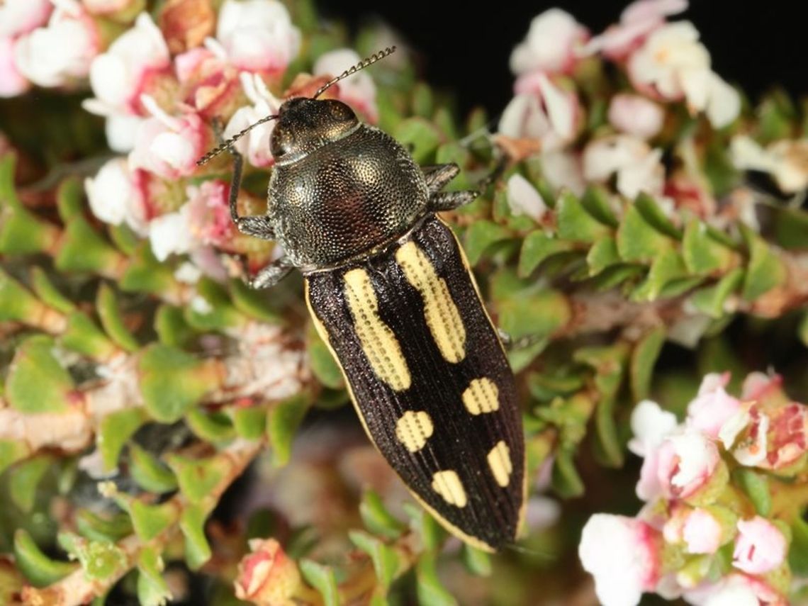 Castiarina ustulata Found by Geoff Walker Australia,Castiarina,Castiarina ustulata,Geotagged