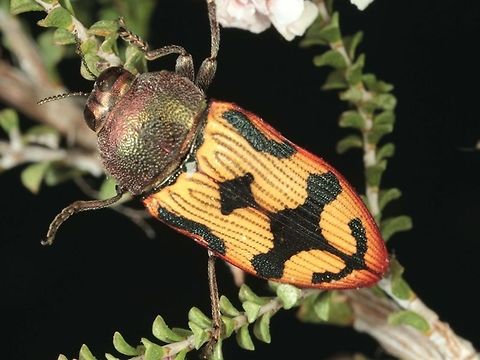 Castiarina simulata phryne This is a subspecies.
Found by Geoff Walker.  ID  by Allen Sundholm.   Australia,Castiarina,Castiarina simulata,Geotagged