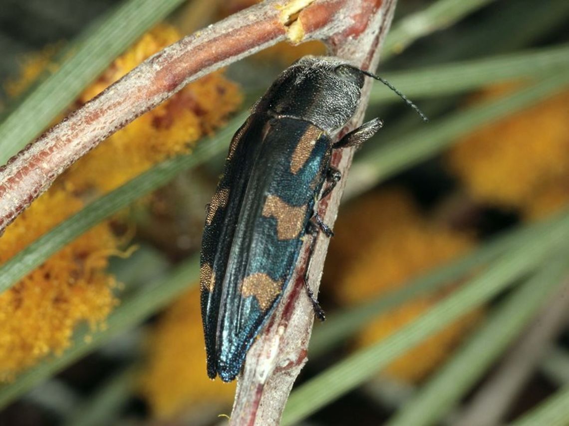 Melobasis nobilitata  Australia,Geotagged,Melobasis nobilitata