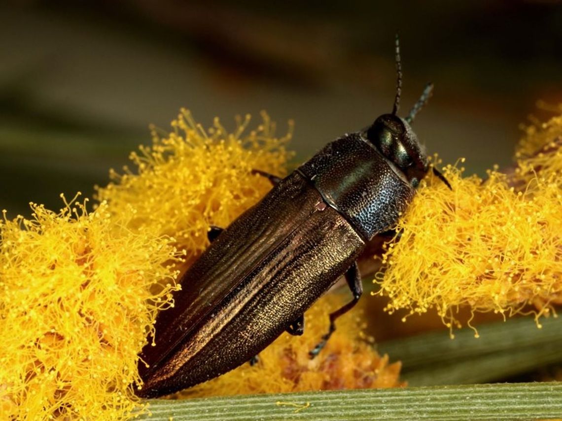 Melobasis purpurilata Beetle found by Geoff Walker and identifies by Allen Sundholm.   Australia,Geotagged,Melobasis purpurilata