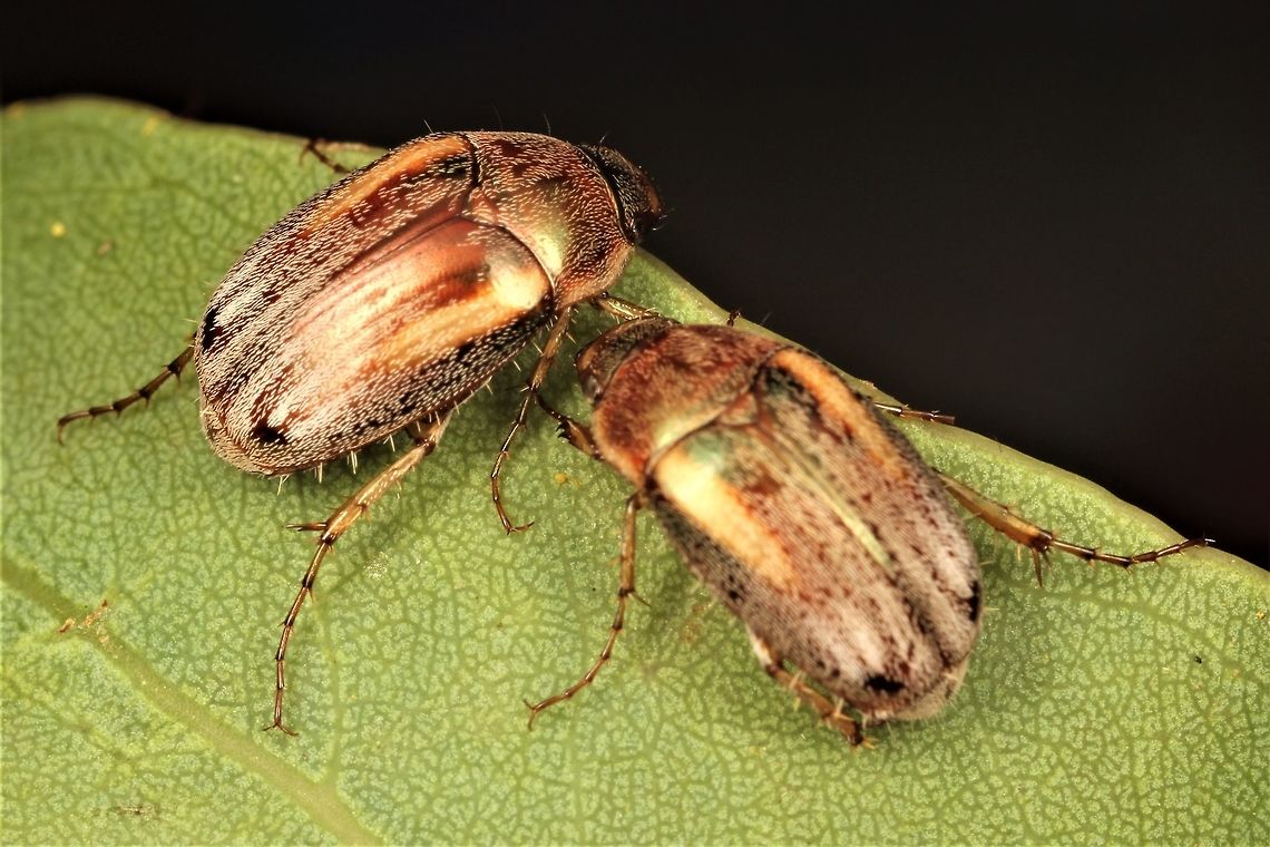Chafer Beetles  Australia,Geotagged,Winter