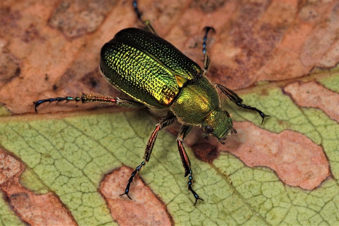 Chafer Beetle  Australia,Geotagged,Winter