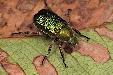 Chafer Beetle  Australia,Geotagged,Winter