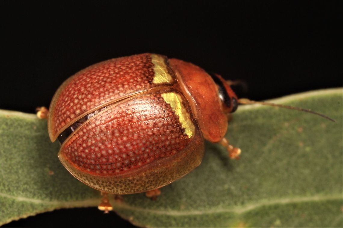 Paropsisterna I've seen this one occasionally but always further north.  I do not know the species name.   Australia,Geotagged,Spring