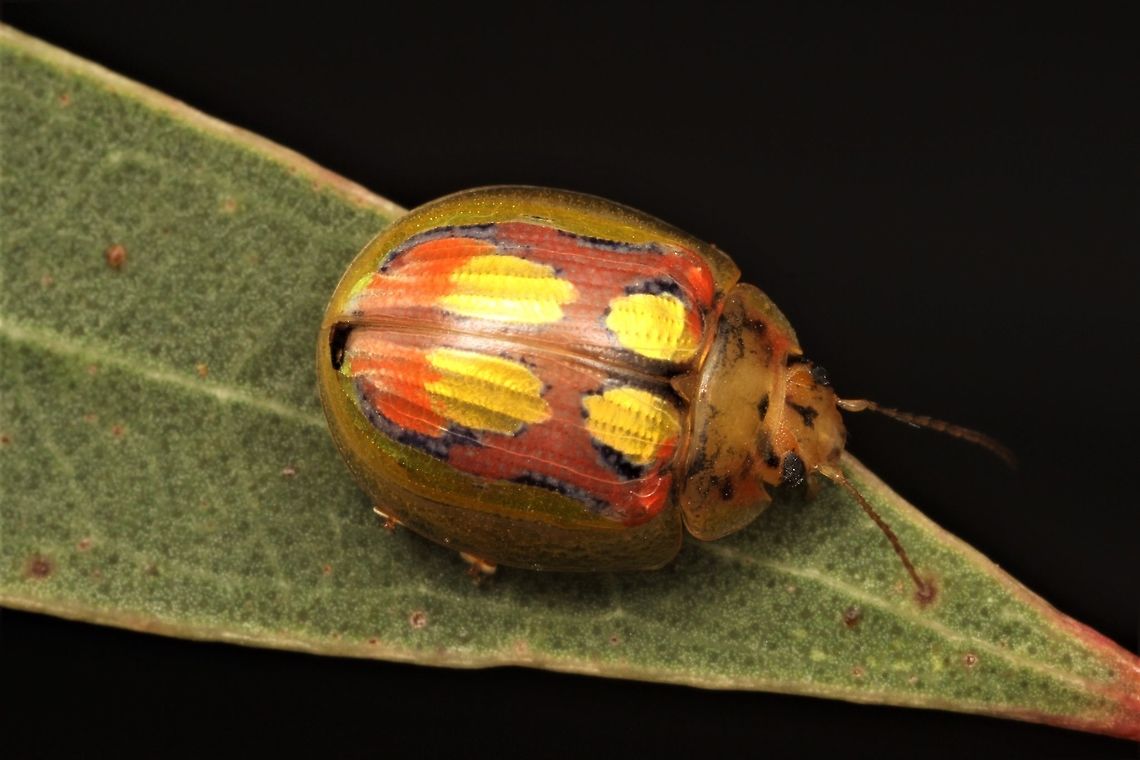 Paropsisterna nobilitata A red infusion occurs in the posterior quarter of the beetle.  The yellow blotches in this specimen are very large in the posterior pair.   This beetle was found by Geoff Walker.   Australia,Geotagged,Paropsisterna nobilitata,Spring