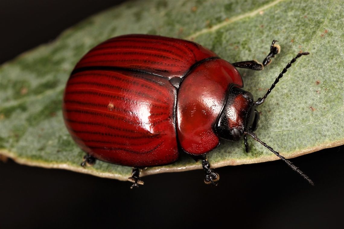 Paropsisterna rufobrunnea  Australia,Geotagged,Paropsisterna,Paropsisterna rufobrunnea,Spring