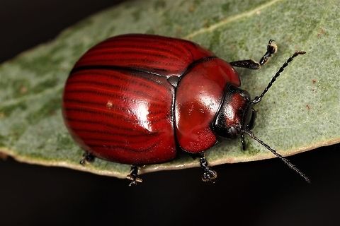 Paropsisterna rufobrunnea  Australia,Geotagged,Paropsisterna,Paropsisterna rufobrunnea,Spring