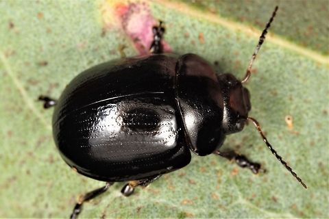 Paropsisterna nigerrima The black form is (variety) nigerrima.  Always under bark.  This was on Redgum.   Australia,Geotagged,Paropsisterna nigerrima,Spring