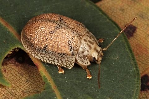 Paropsis omphale A small Paropsis beetle found on bloodwood.   Australia,Geotagged,Paropsis omphale,Spring,paropsis