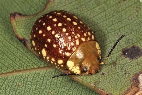 Paropsis ornata This spectacular golden speckled beetle has not been recorded in Victoria before  Australia,Geotagged,Paropsis ornata,Spring