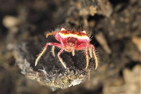 Poecilopachys australasia  Australia,Geotagged,Poecilopachys australasia,Spring,Two-spined spider