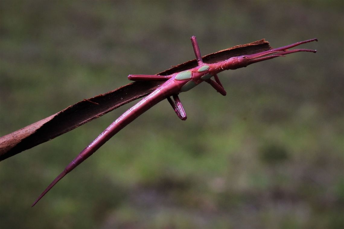 Pink Winged Phasma This is a subadult female Australia,Geotagged,Pink-winged phasmaPodacanthus typhon,Podacanthus typhon,Spring