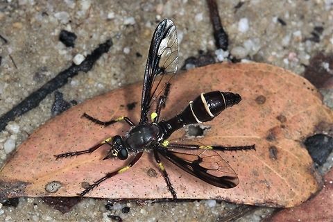 Robber fly (Daptolestes limbipennis)  Australia,Daptolestes limbipennis,Geotagged,Spring