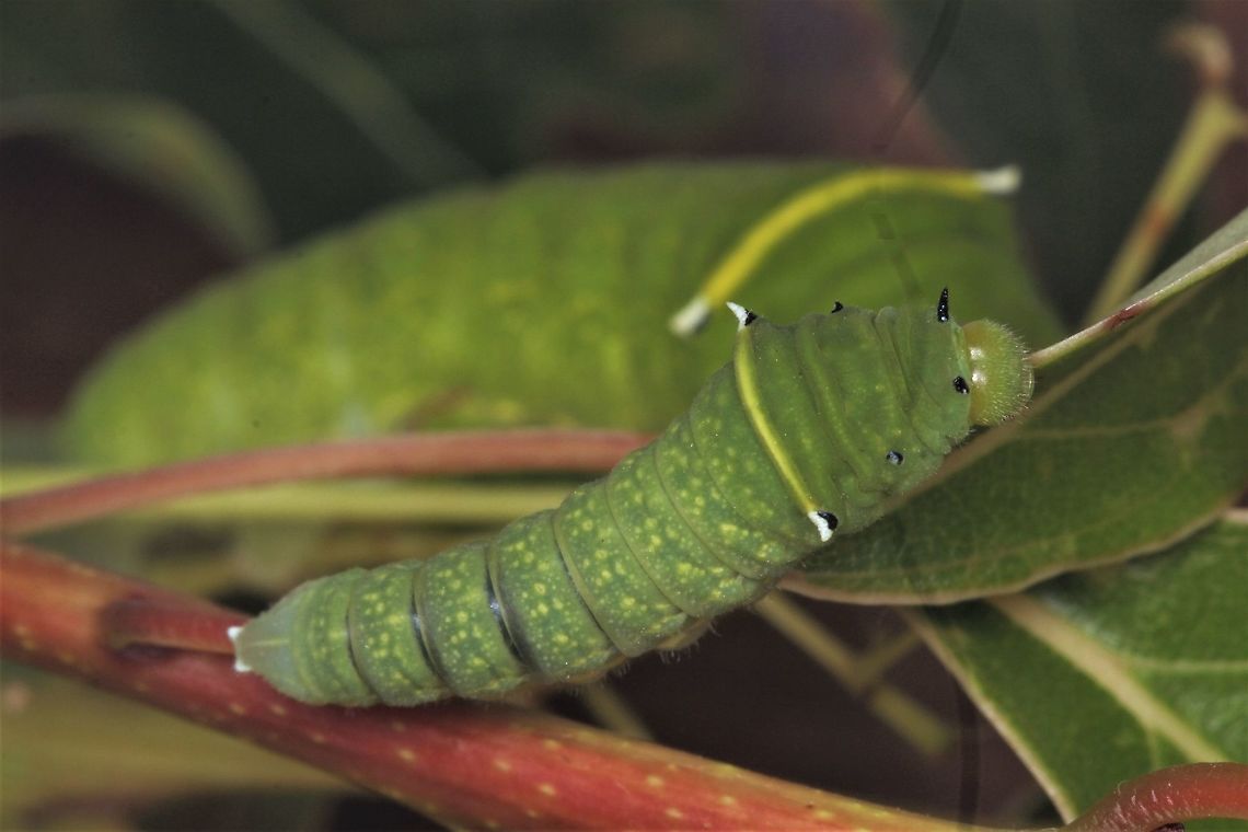 Grtaphium sarpedon larvae This is about the southern range for this species.  The two larvae of two instars are fairly similar.   Australia,Common Bluebottle,Geotagged,Graphium sarpedon,Spring