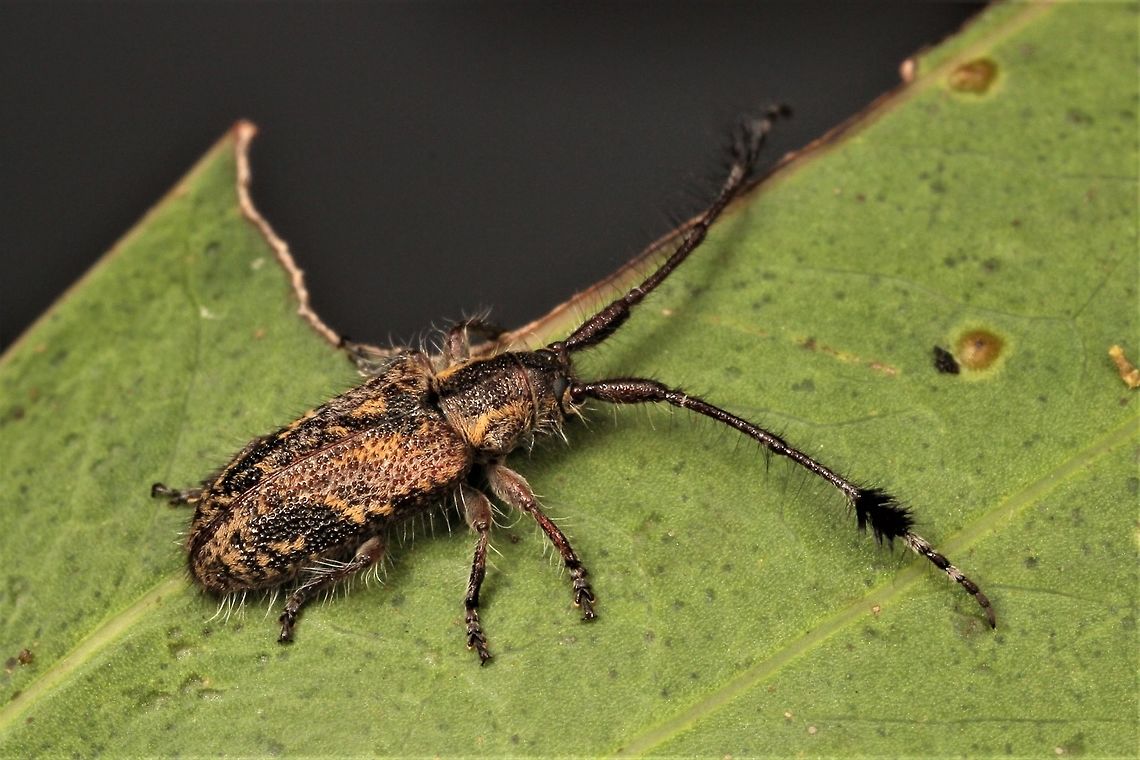 Tufted longhorn Pentacosmia scoparia  Australia,Geotagged,Pentacosmia scoparia,Spring
