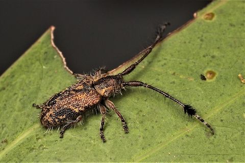 Tufted longhorn Pentacosmia scoparia  Australia,Geotagged,Pentacosmia scoparia,Spring