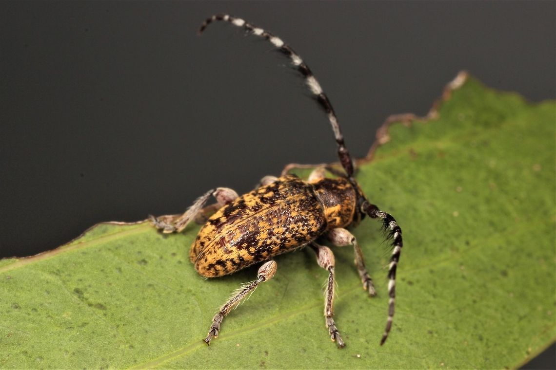 Acacia Longicorn  Australia,Geotagged,Spring