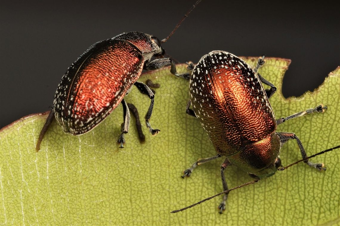 Eumolpinae; Edusella  Australia,Geotagged,Spring