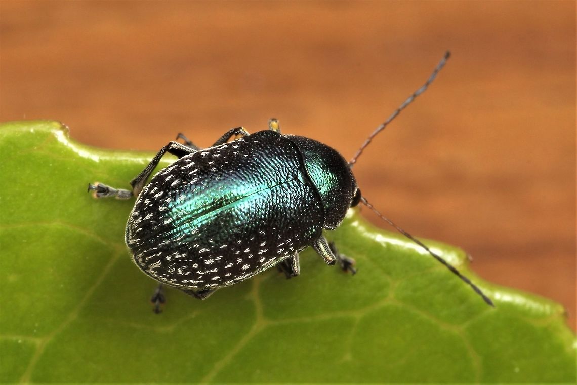 Eumolpinae; Edusella  Australia,Geotagged,Spring
