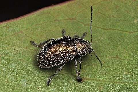 Eumolpinae; Edusella  Australia,Geotagged,Spring