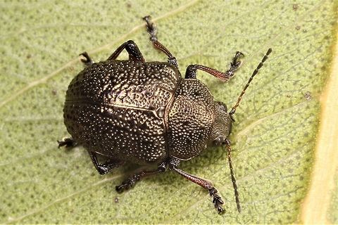 Eumolpinae  Australia,Geotagged,Winter