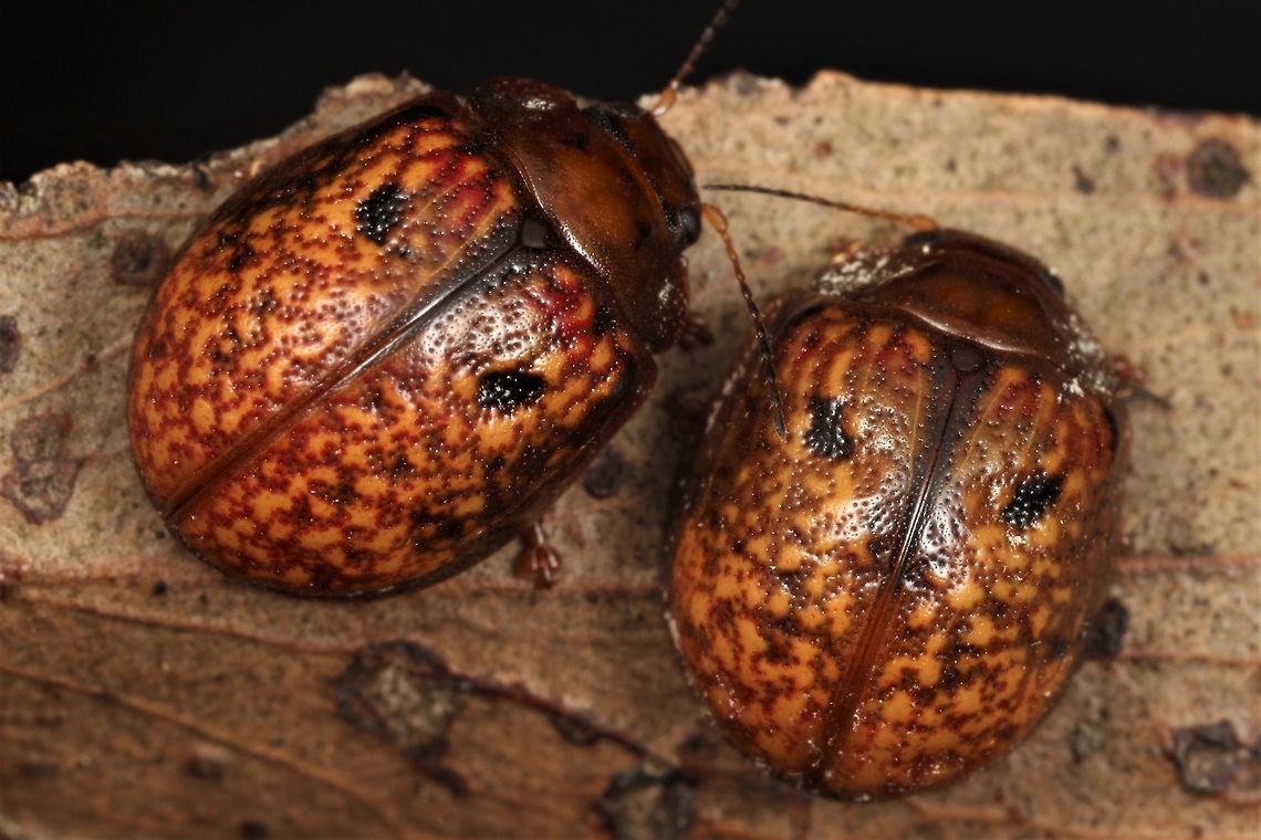 Trachymela rugosa  Australia,Geotagged,Spring,Trachymela,Trachymela rugosa